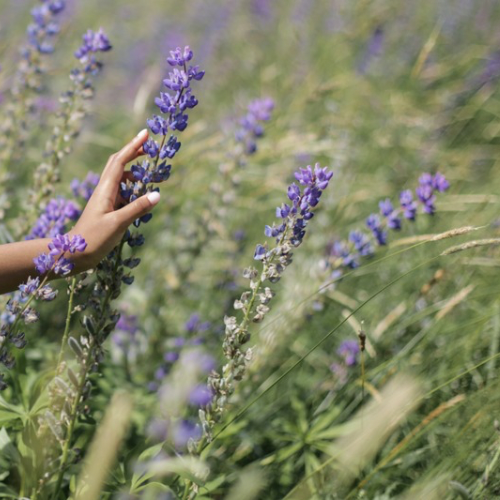 O PODER DA AROMATERAPIA E A ANCESTRALIDADE
