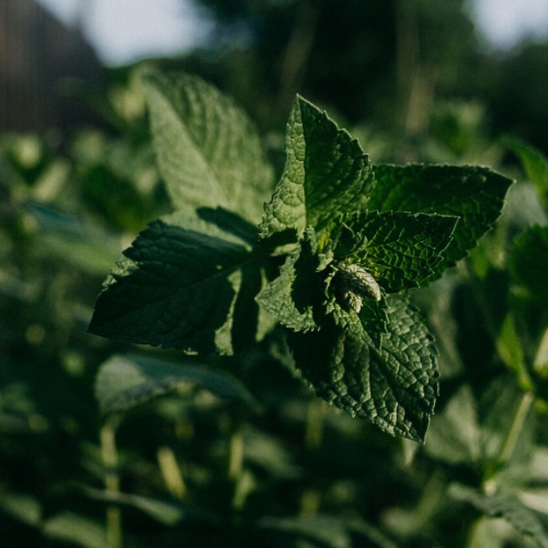 A Magia das plantas que curam: o poder das ervas no cuidado com o corpo e alma