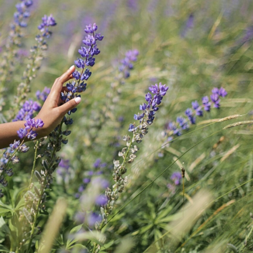 Aromaterapia: o poder dos óleos essenciais no autocuidado