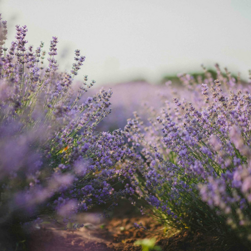 O PODER DOS AROMAS - Inner Beauty Cosméticos