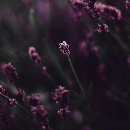 aromaterapia